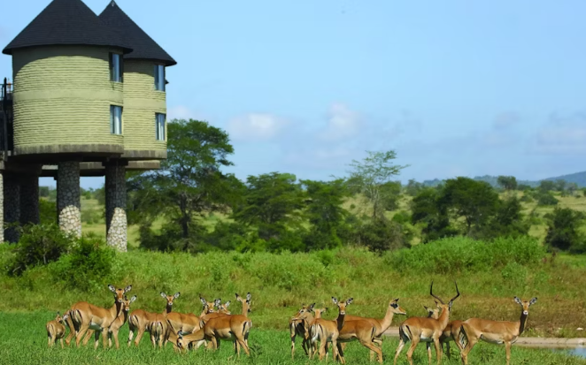 Ngutuni and Salt Lick 2-Day Safari from Mombasa - Image 3